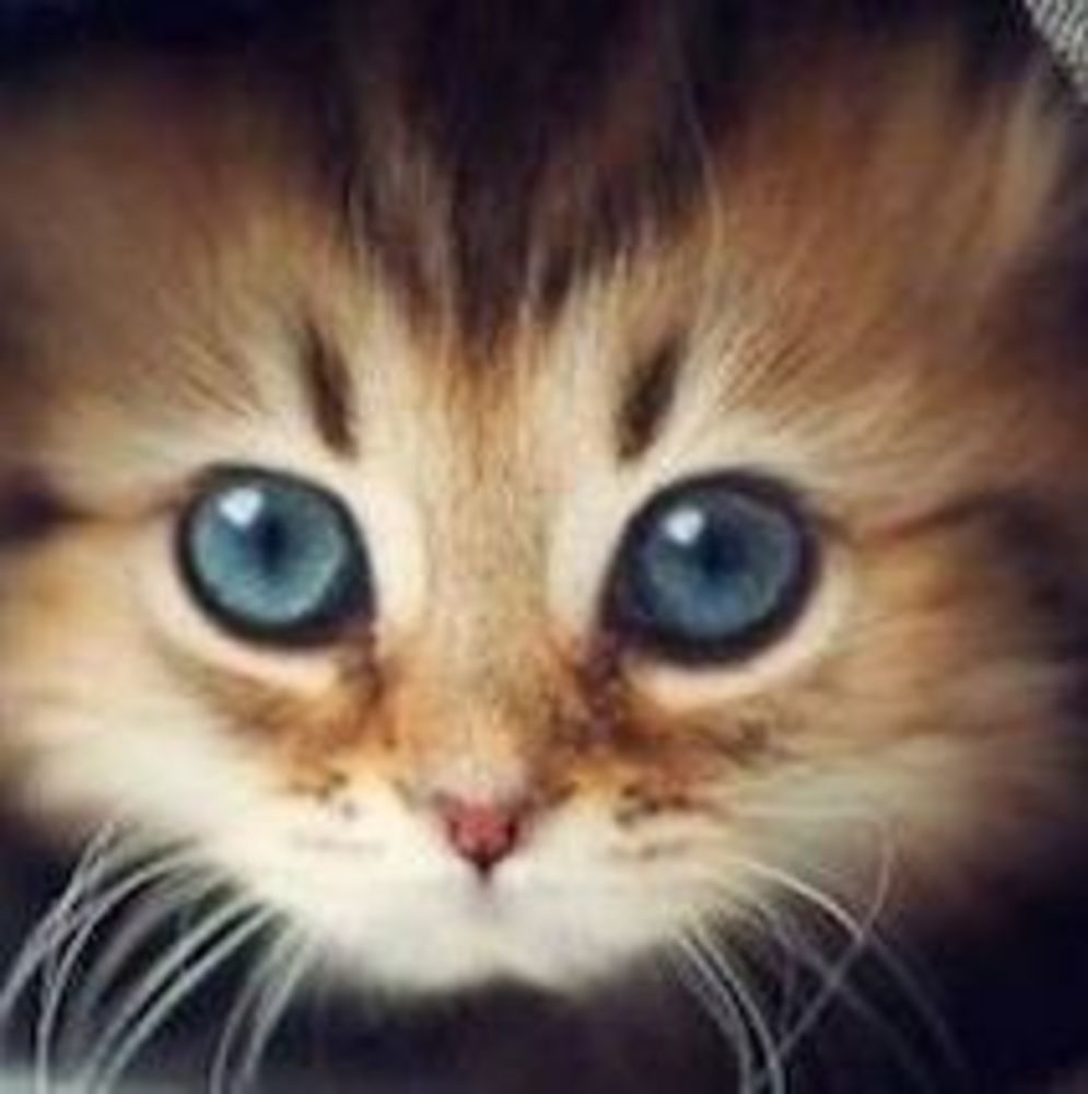 Meet your Posher, Kittie